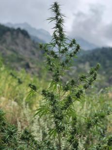 Wild-type Cannabis, northern Pakistan. Photo by Landrace Genetics, 2019.